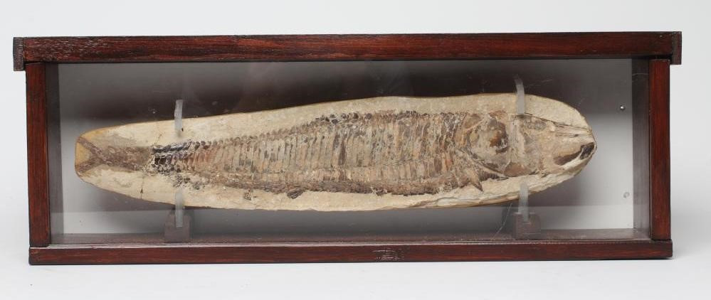 A VINCTIFER FOSSILISED FISH from the Santana formation in Brazil Image