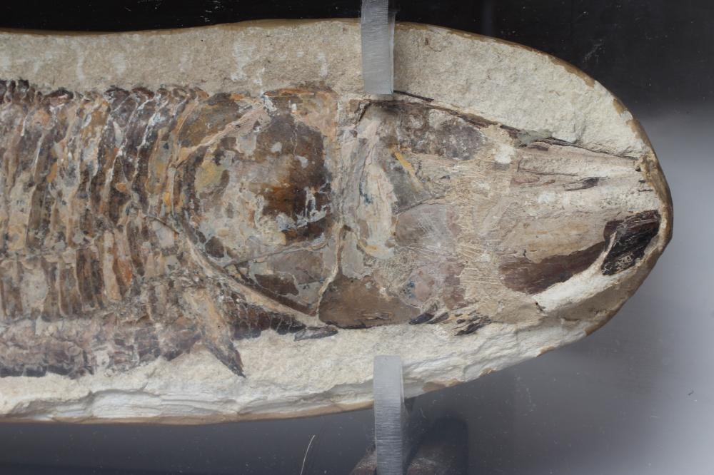 A VINCTIFER FOSSILISED FISH from the Santana formation in Brazil Image