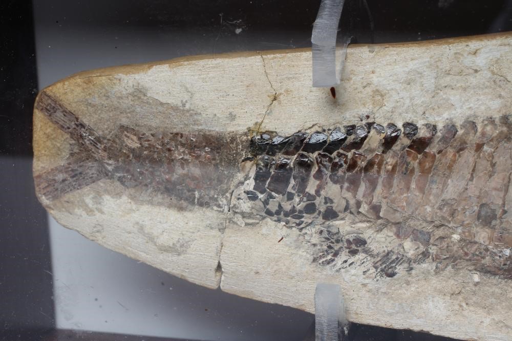 A VINCTIFER FOSSILISED FISH from the Santana formation in Brazil Image