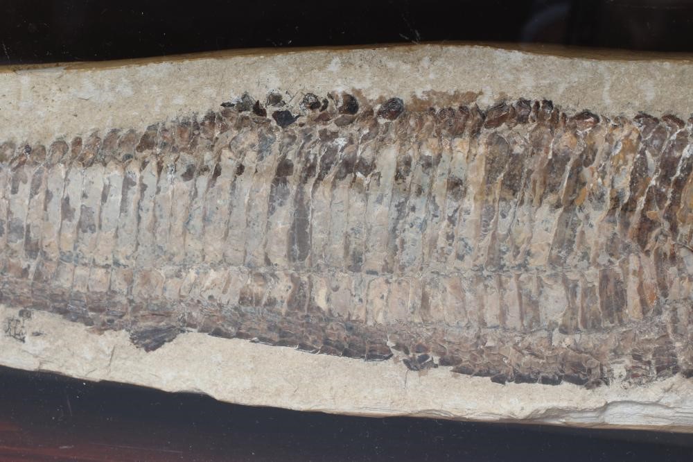 A VINCTIFER FOSSILISED FISH from the Santana formation in Brazil Image