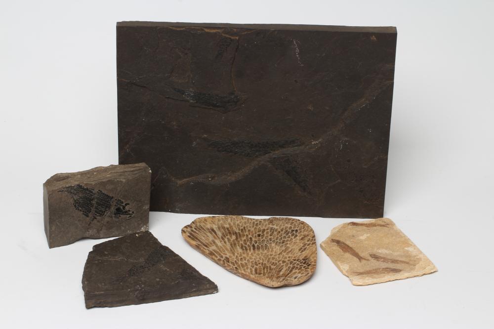 FIVE FOSSIL SPECIMENS comprising three fish specimens on black slate Image