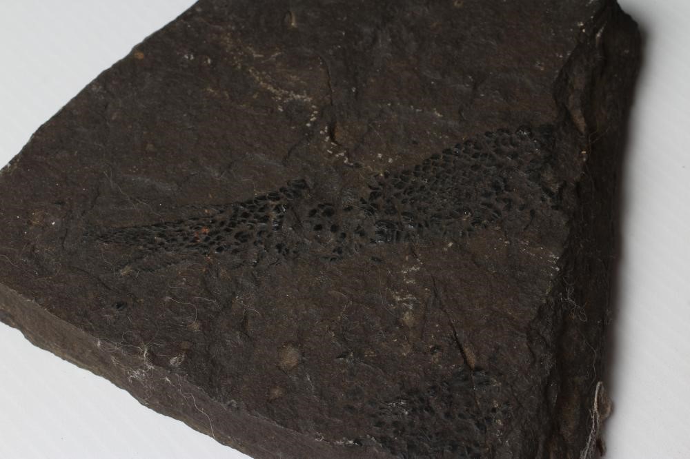 FIVE FOSSIL SPECIMENS comprising three fish specimens on black slate Image