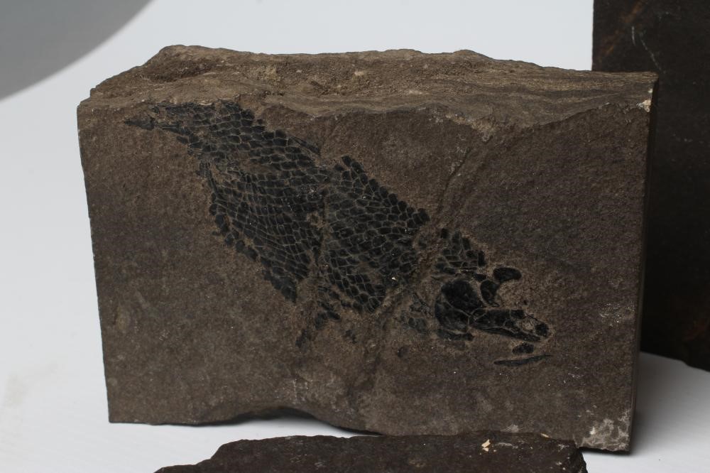 FIVE FOSSIL SPECIMENS comprising three fish specimens on black slate Image