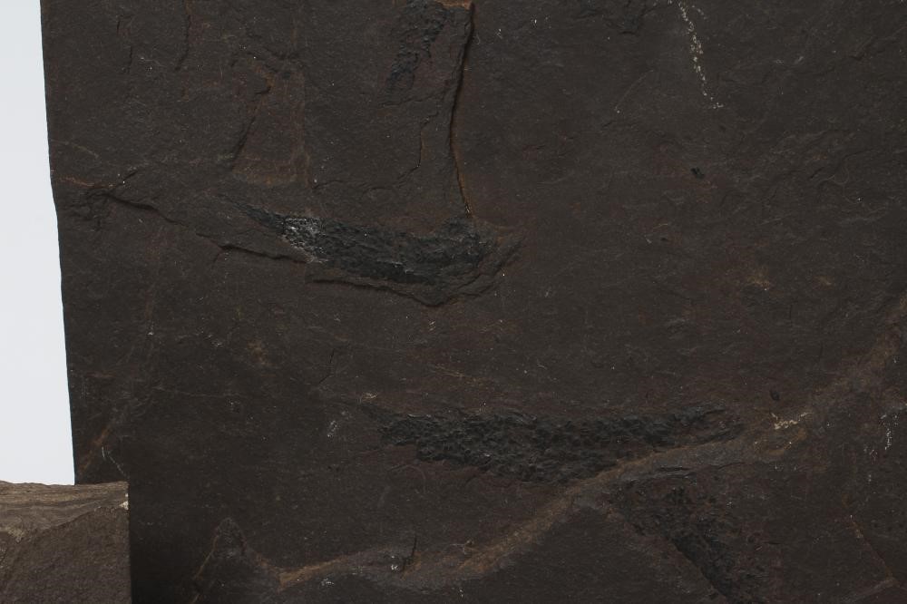 FIVE FOSSIL SPECIMENS comprising three fish specimens on black slate Image