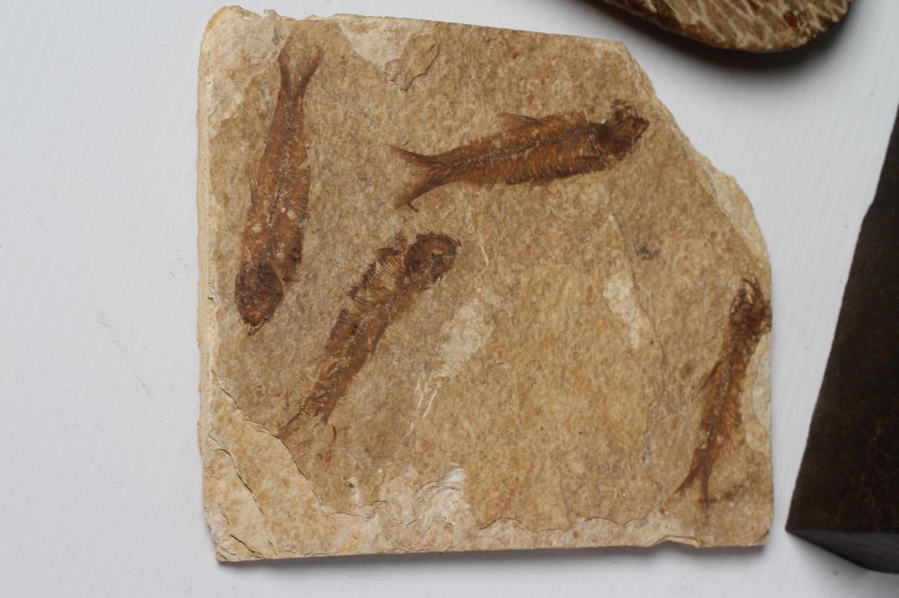 FIVE FOSSIL SPECIMENS comprising three fish specimens on black slate Image