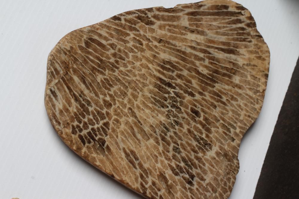 FIVE FOSSIL SPECIMENS comprising three fish specimens on black slate Image