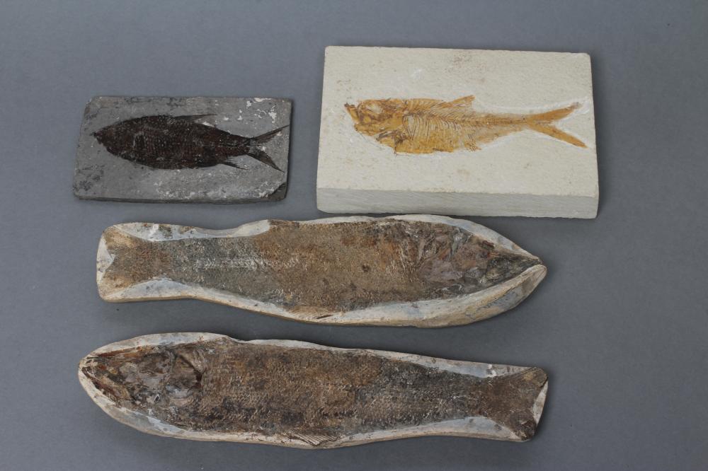 THREE FOSSIL FISH Image