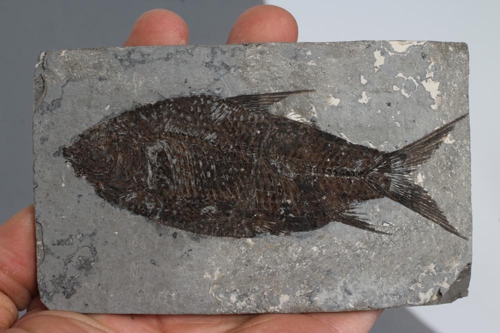 THREE FOSSIL FISH Image