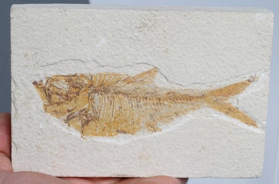 THREE FOSSIL FISH Image