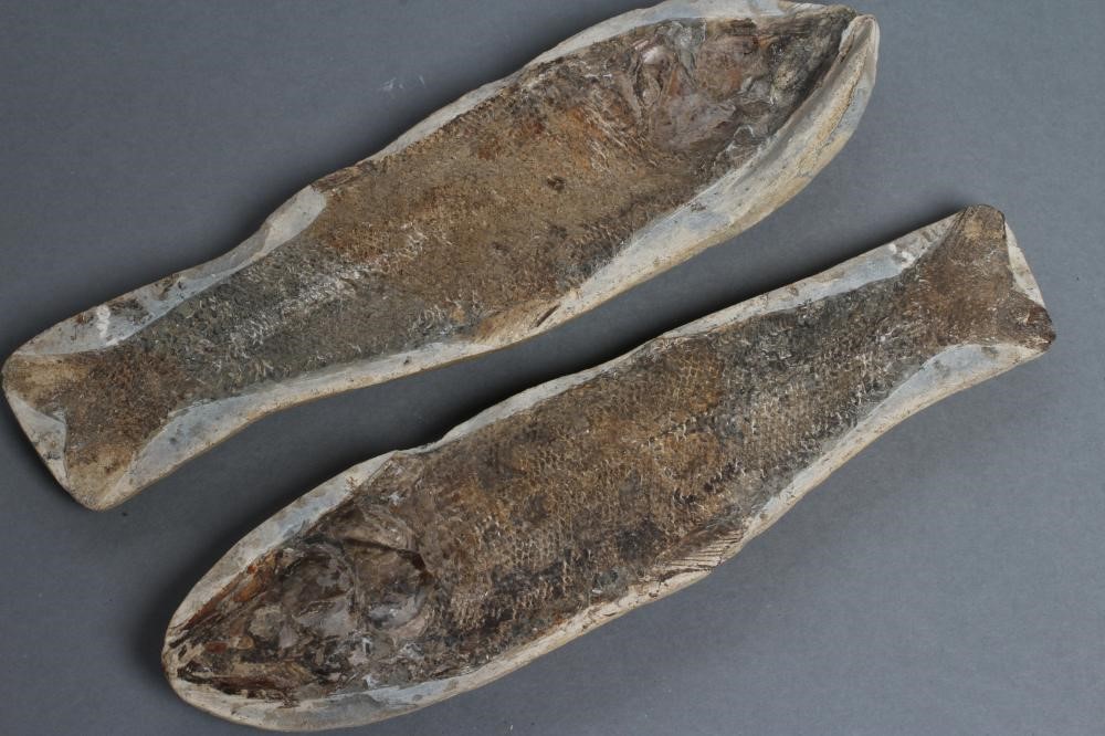 THREE FOSSIL FISH Image