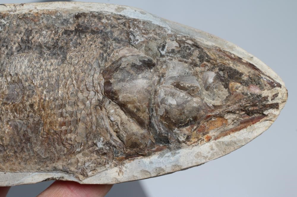 THREE FOSSIL FISH Image