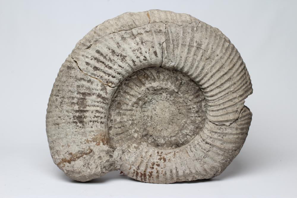 A LARGE AMMONITE FOSSIL Image
