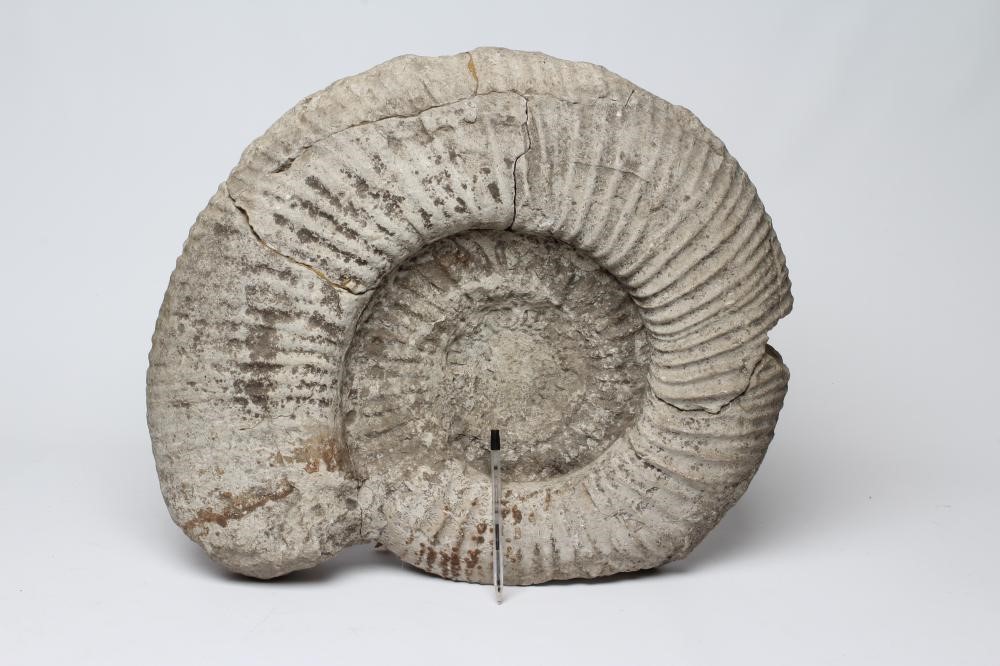 A LARGE AMMONITE FOSSIL Image