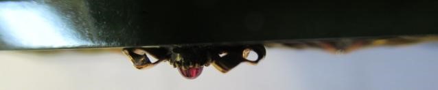 KARL GUSTAF HJALMAR ARMFELT (1873-1959) for FABERGE -  a jewelled vari-coloured gold mounted Image