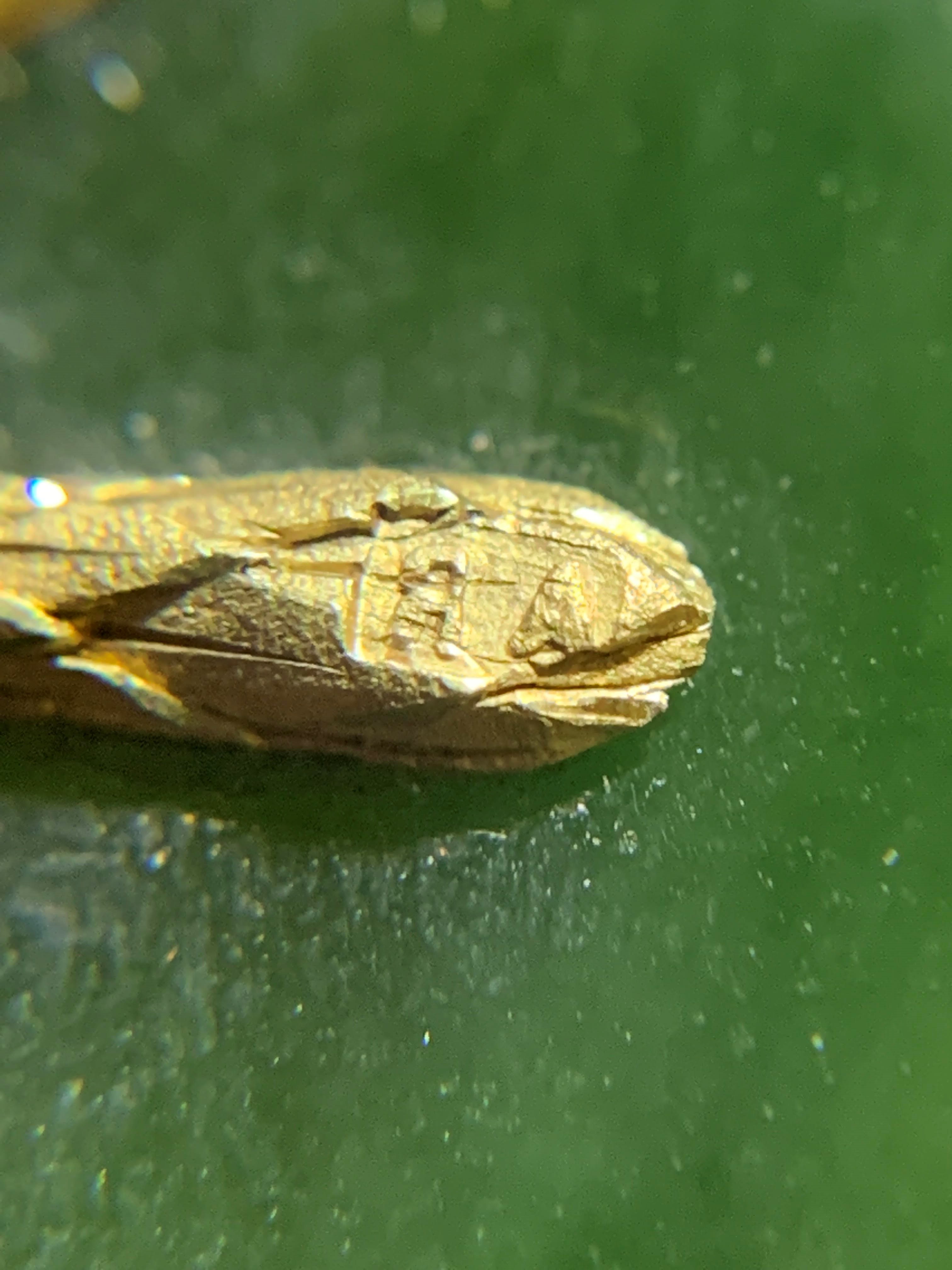 KARL GUSTAF HJALMAR ARMFELT (1873-1959) for FABERGE -  a jewelled vari-coloured gold mounted Image