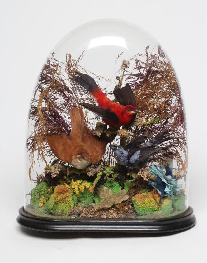 A VICTORIAN CASED DISPLAY OF TAXIDERMY BIRDS Image