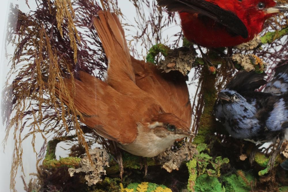 A VICTORIAN CASED DISPLAY OF TAXIDERMY BIRDS Image