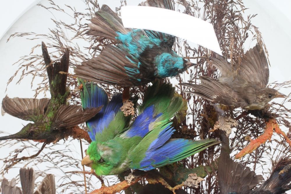 A VICTORIAN CASED DISPLAY OF TAXIDERMY BIRDS OF PARADISE Image