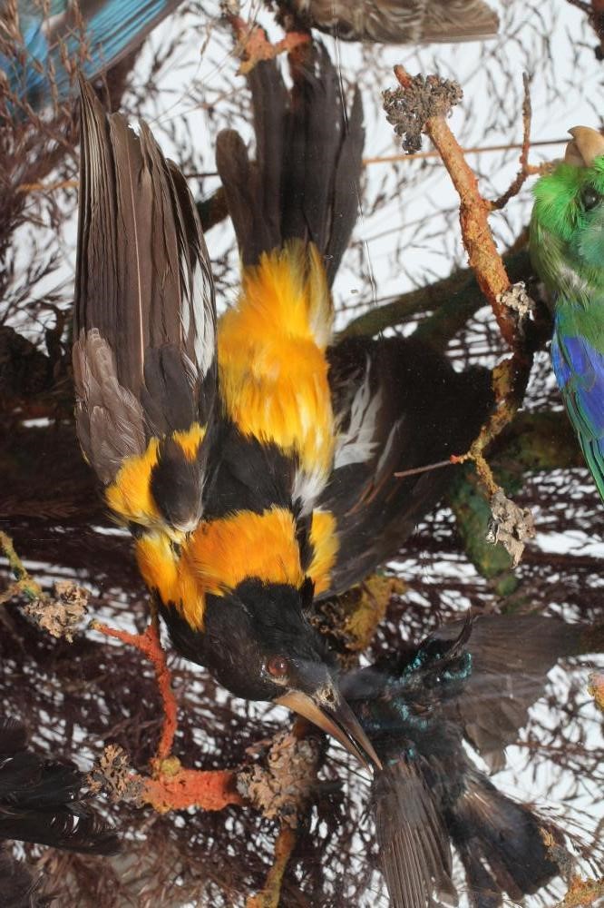 A VICTORIAN CASED DISPLAY OF TAXIDERMY BIRDS OF PARADISE Image