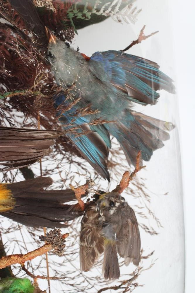 A VICTORIAN CASED DISPLAY OF TAXIDERMY BIRDS OF PARADISE Image