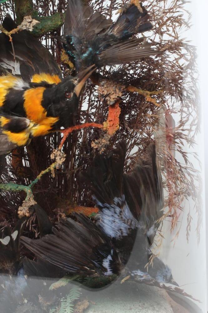 A VICTORIAN CASED DISPLAY OF TAXIDERMY BIRDS OF PARADISE Image