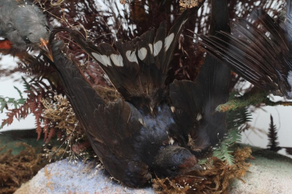 A VICTORIAN CASED DISPLAY OF TAXIDERMY BIRDS OF PARADISE Image