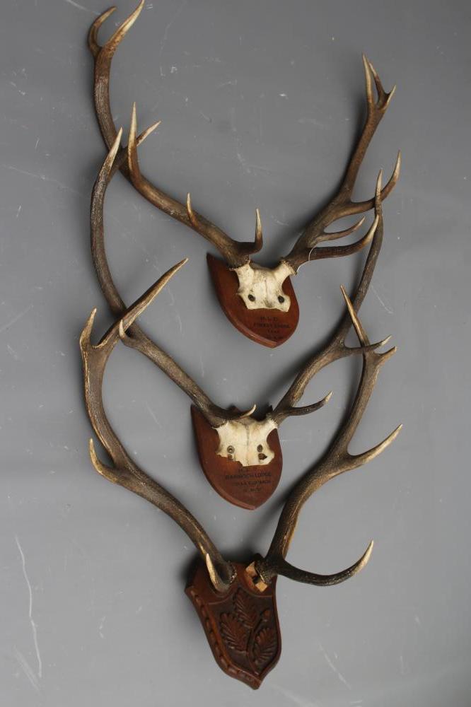 THREE SETS OF SHIELD MOUNTED STAG ANTLERS Image