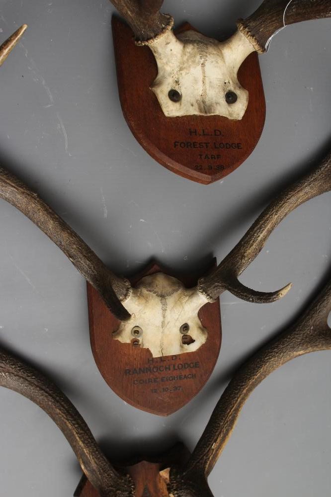 THREE SETS OF SHIELD MOUNTED STAG ANTLERS Image