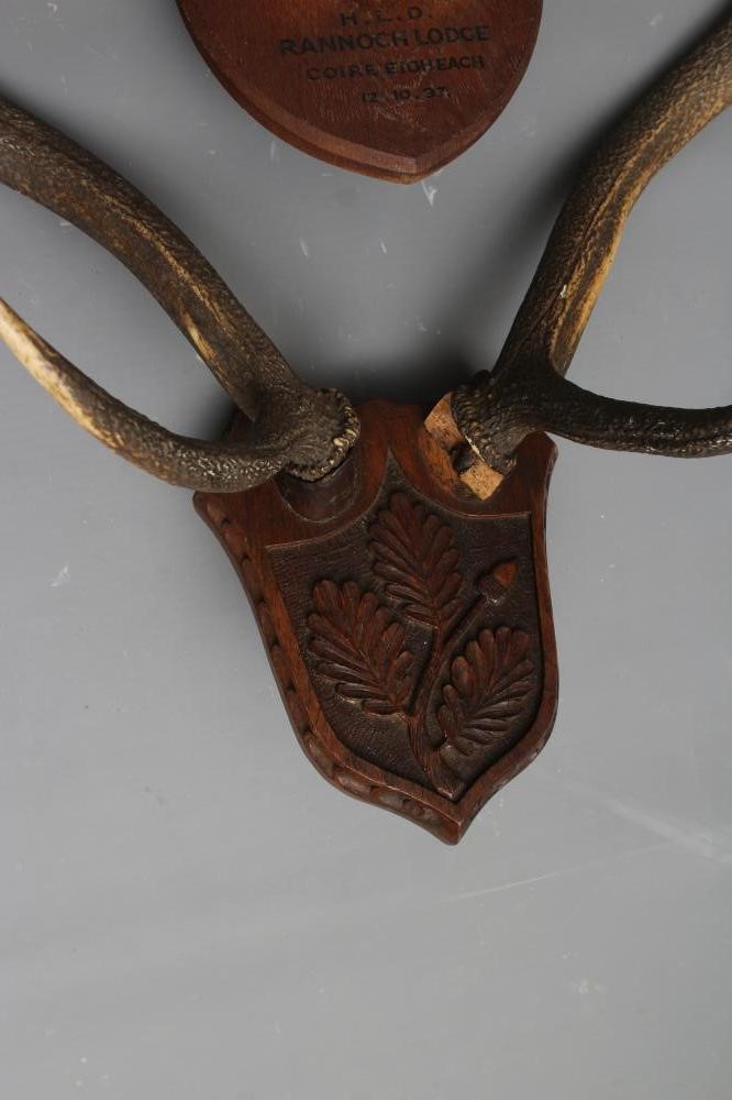 THREE SETS OF SHIELD MOUNTED STAG ANTLERS Image