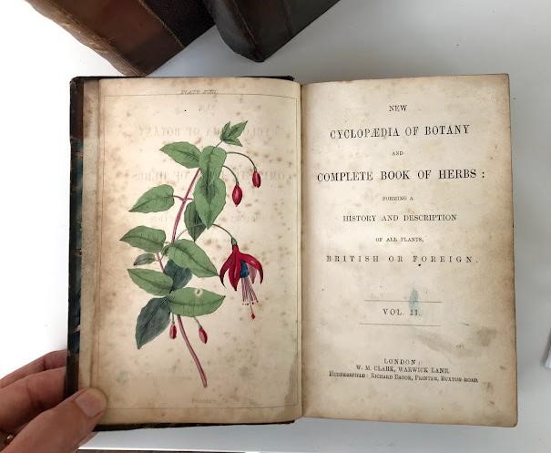 THE CYCLOPAEDIA OF BOTANY Image