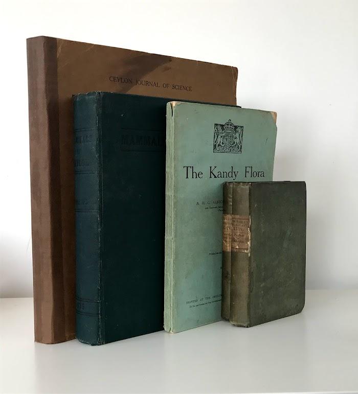 THE BUTTERFLY FAUNA OF CEYLON Image