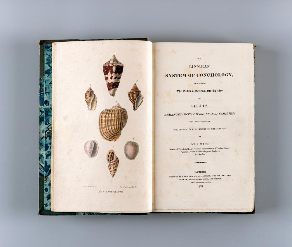 THE LINNAEAN SYSTEM OF CONCHOLOGY Image