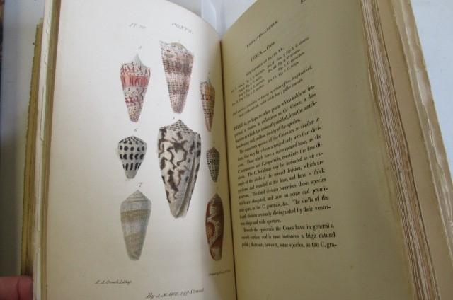THE LINNAEAN SYSTEM OF CONCHOLOGY Image