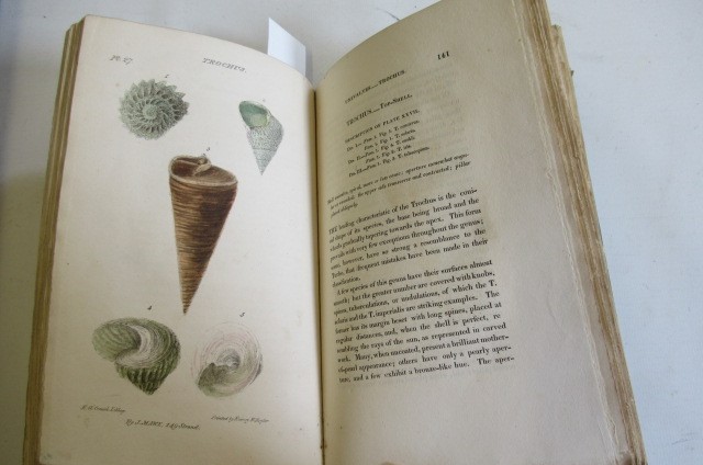 THE LINNAEAN SYSTEM OF CONCHOLOGY Image