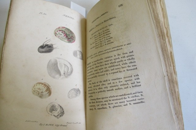 THE LINNAEAN SYSTEM OF CONCHOLOGY Image