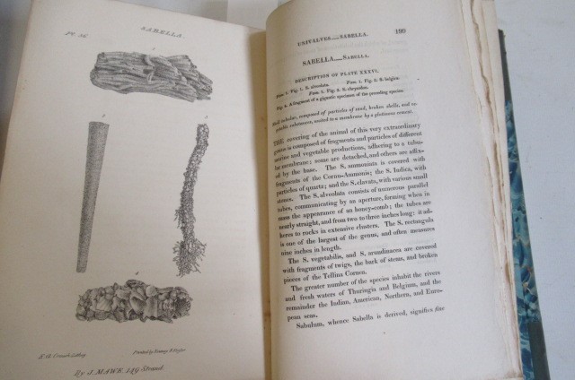 THE LINNAEAN SYSTEM OF CONCHOLOGY Image