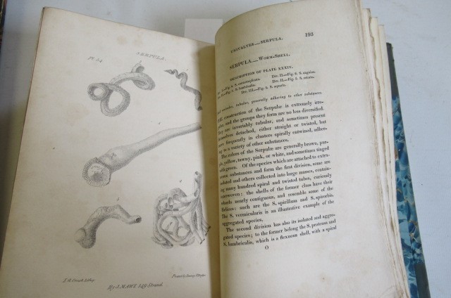 THE LINNAEAN SYSTEM OF CONCHOLOGY Image