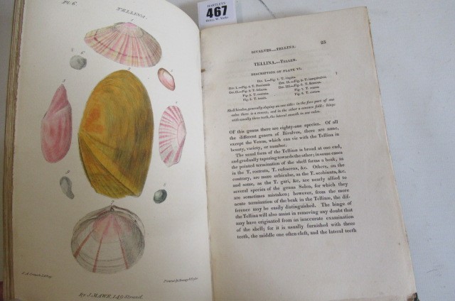 THE LINNAEAN SYSTEM OF CONCHOLOGY Image
