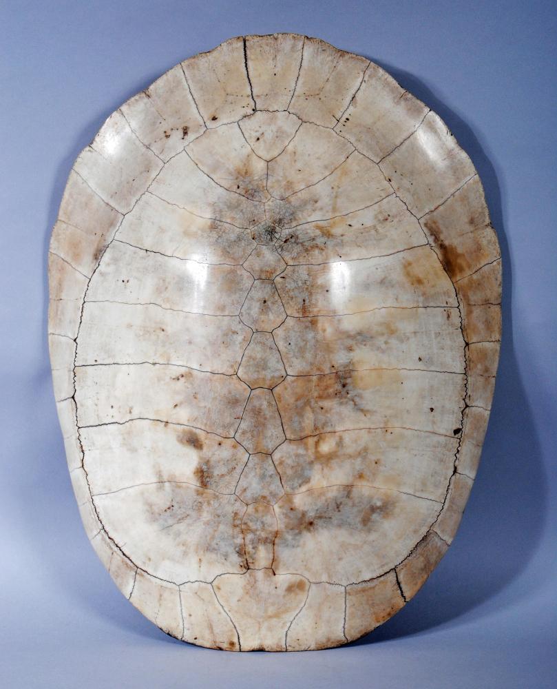 THE CARAPACE OF A GIANT SOUTH AMERICAN RIVER TURTLE (Podocnemis expansa) Image