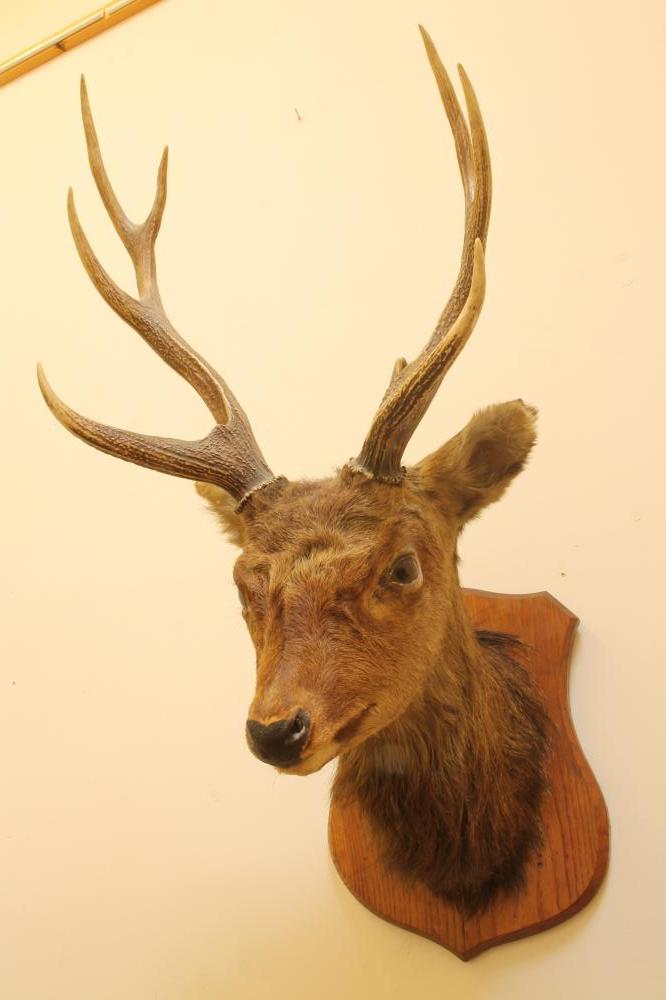 A STUFFED SIKA STAG Image
