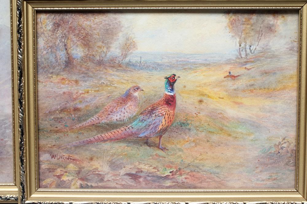 WALTER STINTON Pair of pheasants in open landscape Image