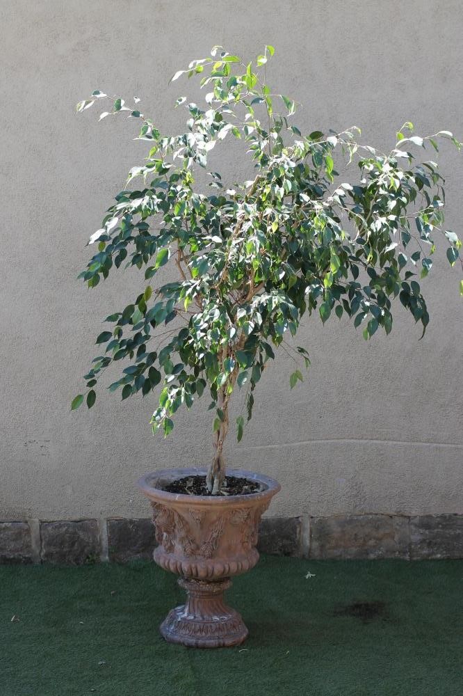 A TERRACOTTA URN of half fluted campana form Image