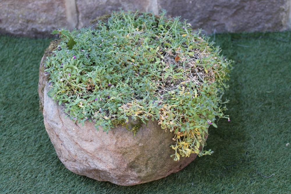 A SANDSTONE TROUGH of circular form Image