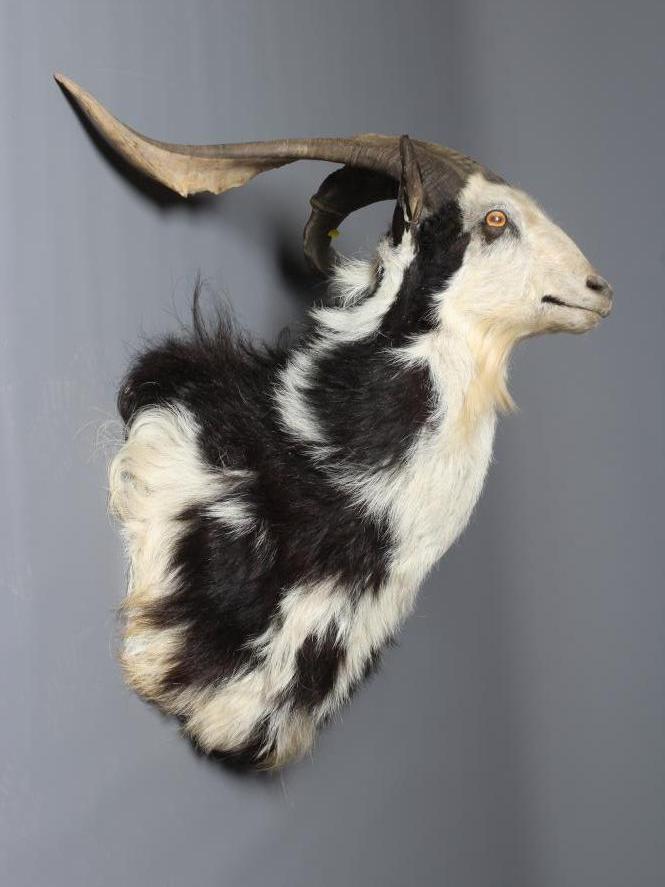 A LARGE TAXIDERMY FERAL GOAT MOUNT, with piebald fur and amber glass eyes, 29" x 30 1/2" (Est. plus Image