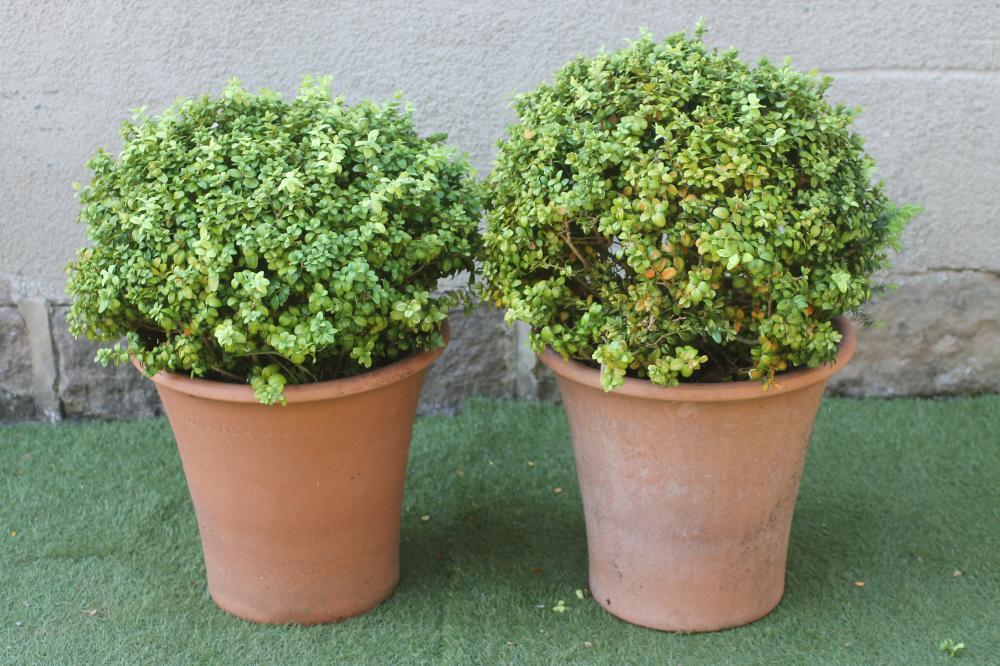 A PAIR OF TERRACOTTA FLOWER POTS of circular tapering form with moulded rim Image