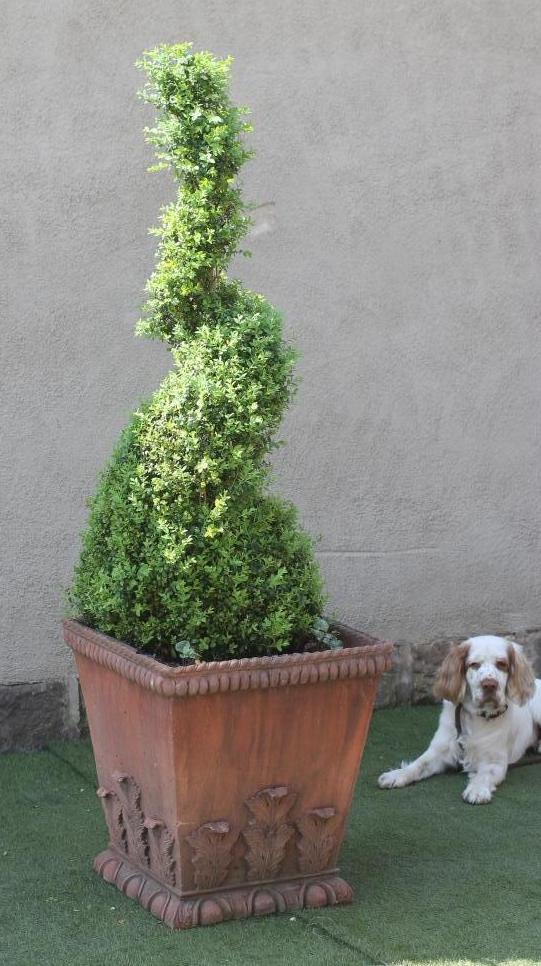 A PAIR OF LARGE TERRACOTTA PLANTERS of square tapering form with cable twist leaf banding in high Image