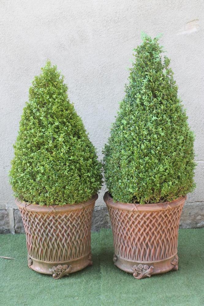 A PAIR OF TERRACOTTA POTS to match the previous lot Image