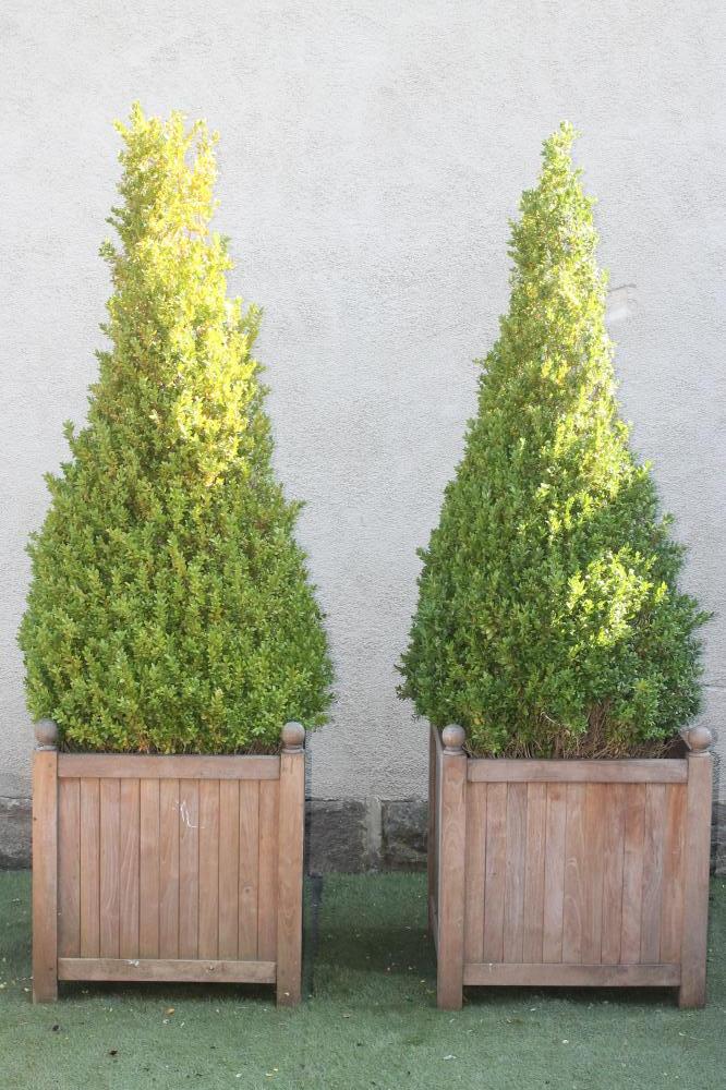 A PAIR OF TEAK VERSAILLES PLANTERS of square form with ball finials Image