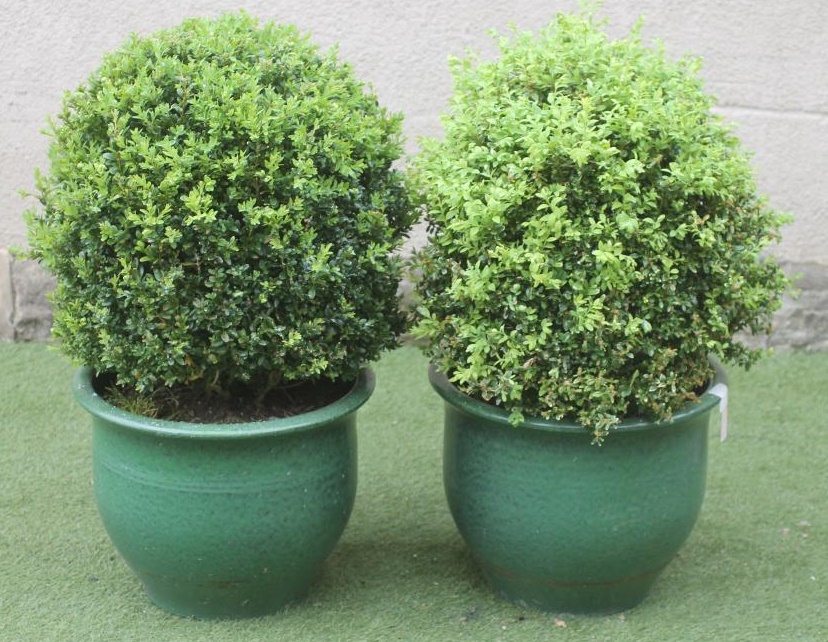A PAIR OF GREEN GLAZED POTTERY FLOWER POTS Image