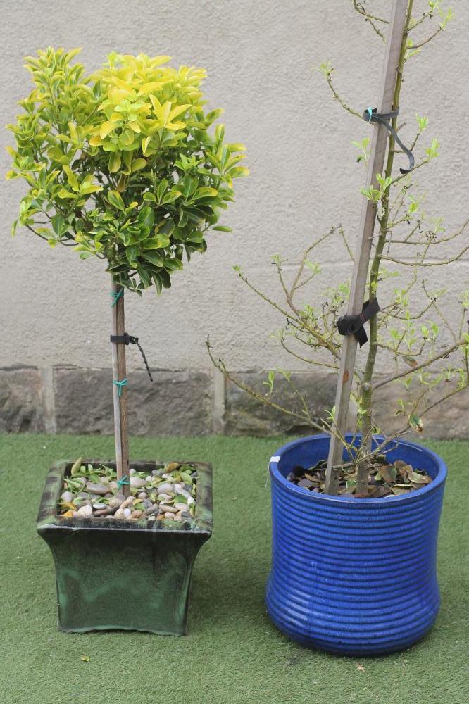 A BLUE GLAZED POTTERY FLOWER POT Image